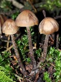 Tephrocybe boudieri image
