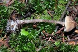 Tephrocybe boudieri image