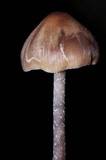 Tephrocybe boudieri image