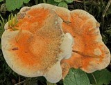 Hydnellum aurantiacum image