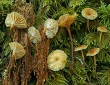 Xeromphalina cornui image