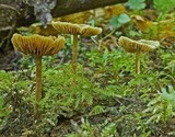 Alnicola melinoides image