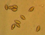 Alnicola melinoides image