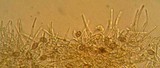 Alnicola melinoides image