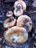 Lactarius psammicola image