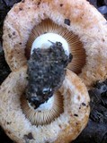 Lactarius psammicola image
