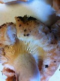 Lactarius psammicola image