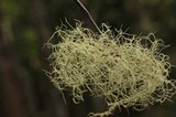 Usnea lapponica image