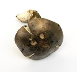 Tricholoma saponaceum image
