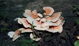 Laetiporus cincinnatus image