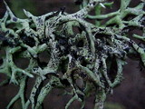 Hypogymnia imshaugii image
