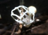 Clathrus delicatus image