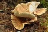Bondarzewia occidentalis image