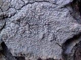 Varicellaria velata image