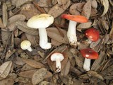Russula cremoricolor image