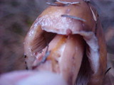 Phaeocollybia ammiratii image