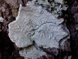 Varicellaria velata image