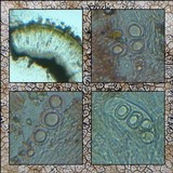 Aspicilia calcarea image