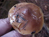Phaeocollybia ammiratii image