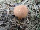Tricholoma vaccinum image