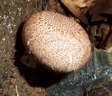 Scleroderma areolatum image