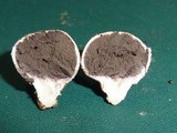 Scleroderma areolatum image