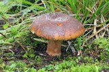 Amanita brunneolocularis image