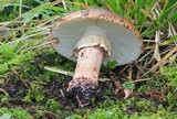 Amanita brunneolocularis image