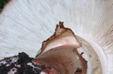 Amanita brunneolocularis image
