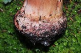 Amanita brunneolocularis image