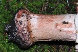 Amanita brunneolocularis image