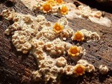 Sphaerobolus stellatus image