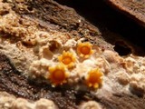 Sphaerobolus stellatus image