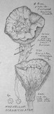 Hydnellum scrobiculatum image