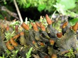 Peltigera praetextata image