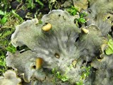 Peltigera praetextata image