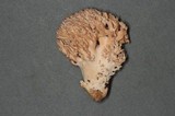 Ramaria thiersii image