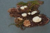 Crepidotus applanatus image