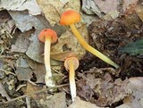 Hygrocybe reidii image