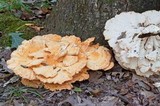 Laetiporus cincinnatus image