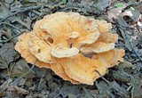 Laetiporus cincinnatus image