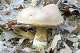 Tylopilus rubrobrunneus image