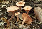 Lactarius camphoratus image