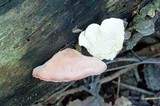 Phlebia incarnata image
