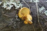 Pholiota tuberculosa image