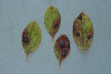 Rhytisma arbuti image