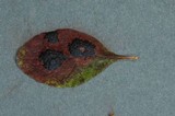 Rhytisma arbuti image