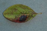 Rhytisma arbuti image