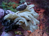 Clavulina coralloides image