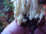 Clavulina coralloides image